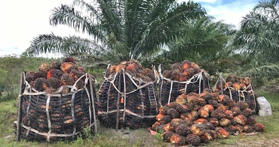 Manejo y Aprovechamiento de Residuos de Palma en el Meta