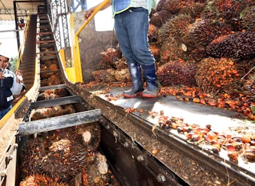 Aceite crudo de palma africana