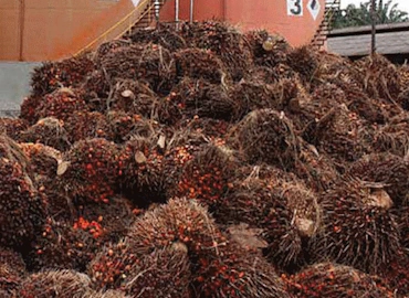 Residuos de Palmeras y el Sector Agroindustrial